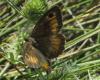 Arethusana arethusa